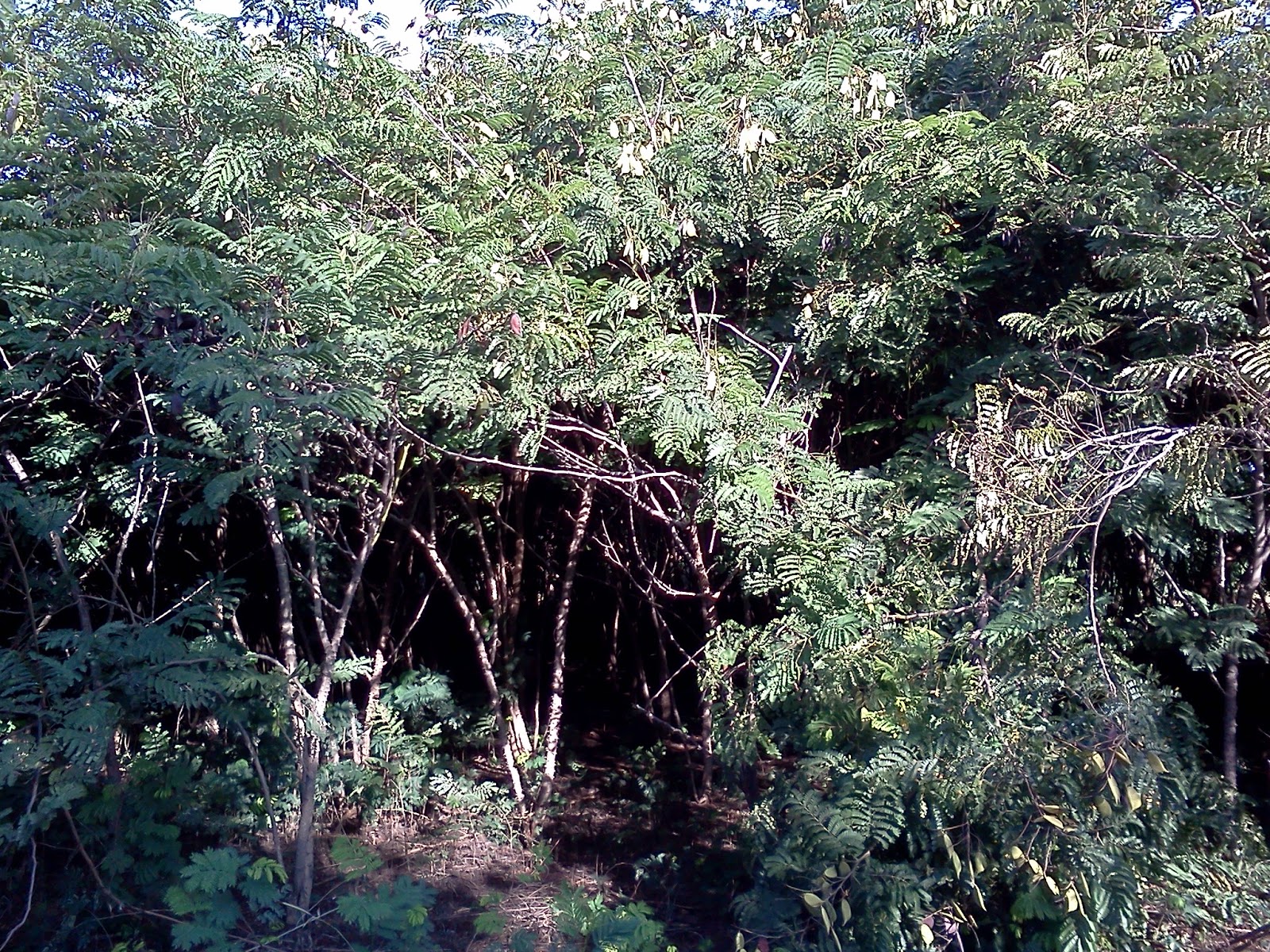 Farmer's Helpline Pathimugam A Multipurpose Tree