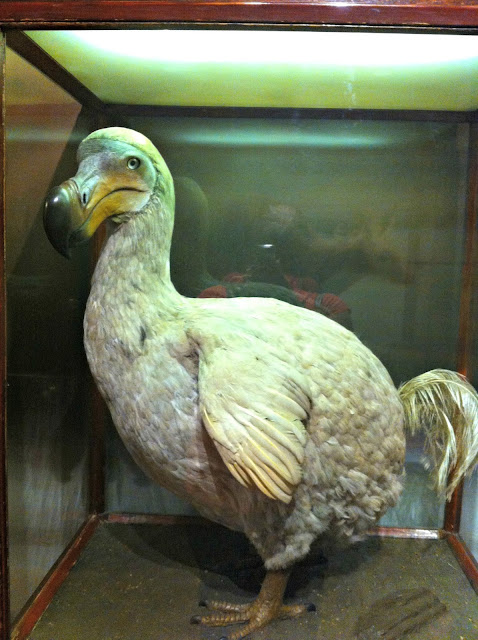 Replica Dodo, Bristol City Museum