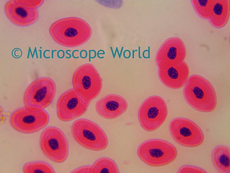Microscope World Blog Microscope Immersion Oil