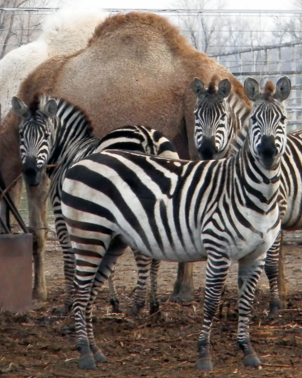 NICKEL & DIME RANCH Hedricks Exotic Animal Farm and Bed & Breakfast