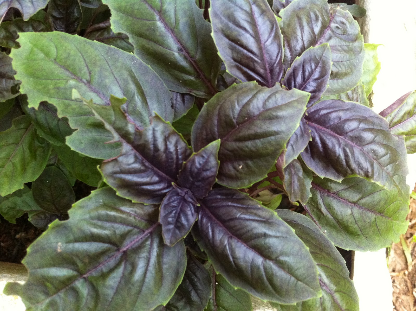 My Experimental Garden Crimson King Basil