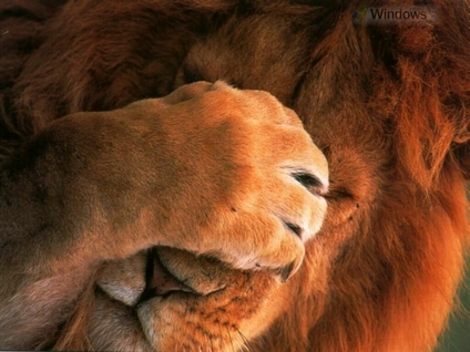 http://4.bp.blogspot.com/-iZA7jp2mKE4/TZv8wr4piXI/AAAAAAAAAKI/0fW37PwESJs/s1600/shame.jpg