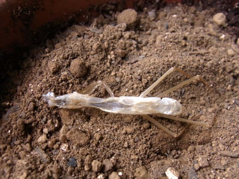 私の拾いもの カマキリの抜け殻