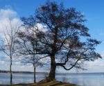Mein Freund, der Baum...