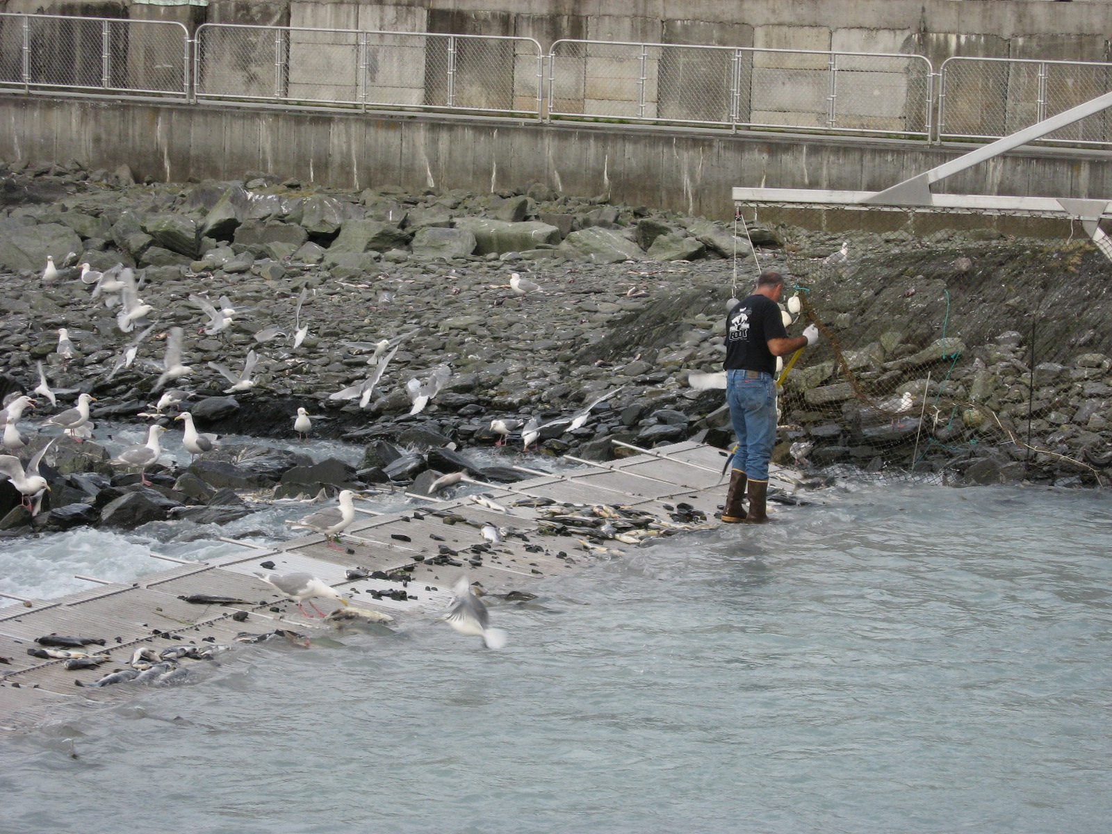 Severance Travels Valdez Solomon Gulch Fish Hatchery