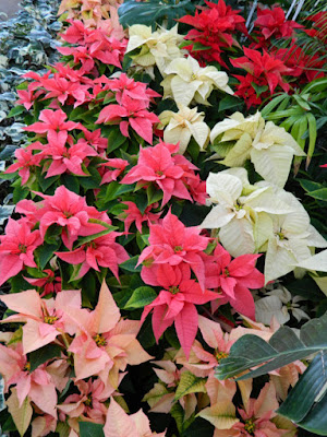 Massed poinsettias Allan Gardens Conservatory  2015 Christmas Flower Show by garden muses-not another Toronto gardening blog