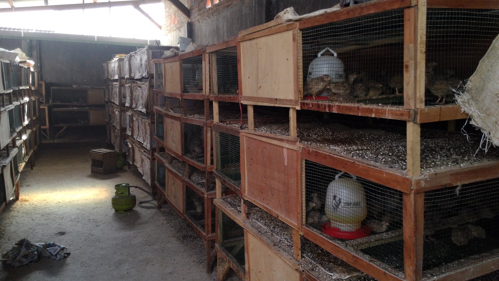 harga jual jual bibit ayam petelur di gresik pelapak harga jual jual bibit ayam petelur di gresik pelapak