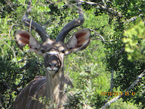 Majestic Kurdu in the bush