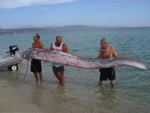 Largest Marine Sea Creatures Out There Oarfish Largest Marine Sea Creatures Out There Oarfish
