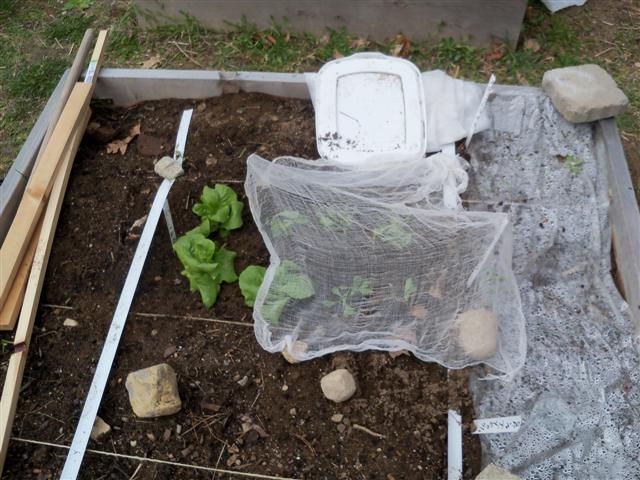 Eat Live Grow Paleo : The Perfect first Vegetable Garden