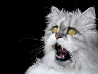 Reaksi Kucing Jika Menonton Film Yang Menakutkan