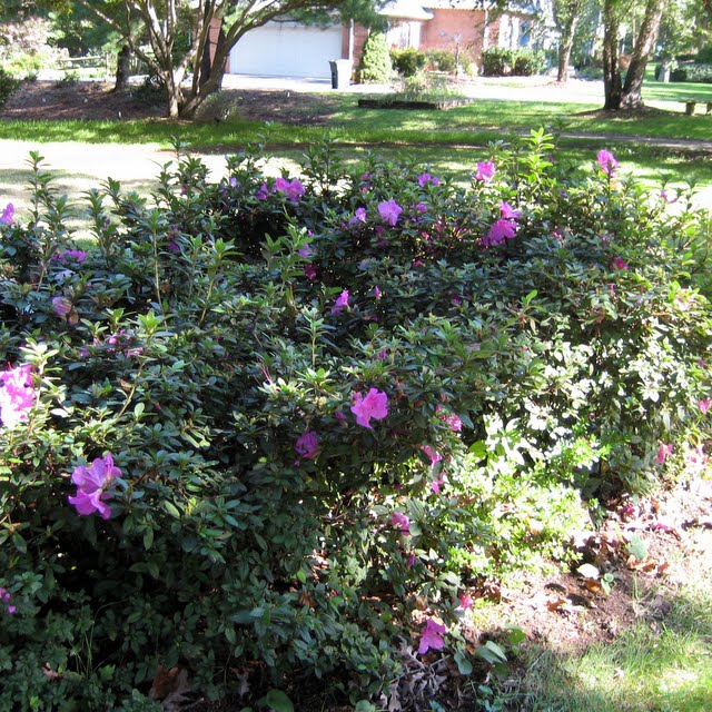 Finding My Garden Pruning Azaleas