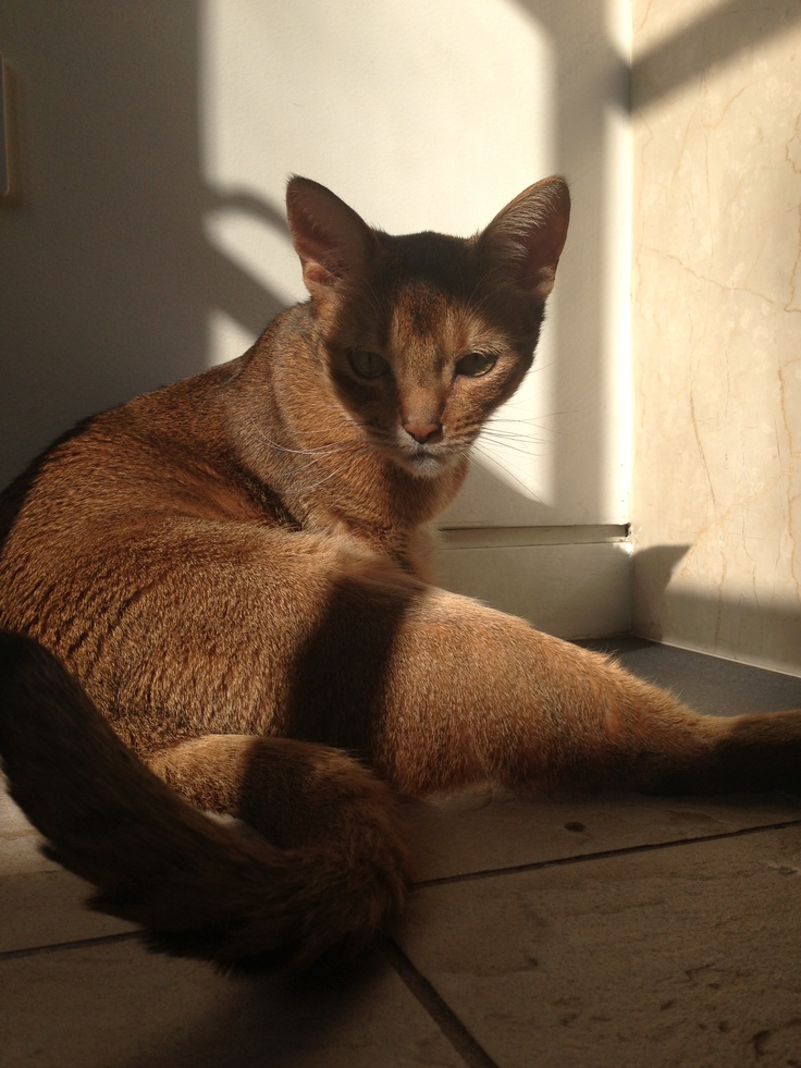 Health problems in Abyssinian Cats Annie Many
