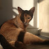 Health problems in Abyssinian Cats