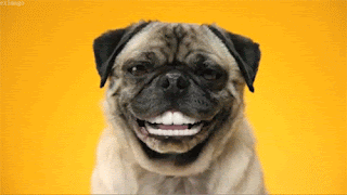 [Imagem: cachorro+rindo2.gif]