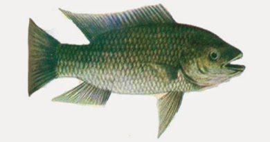 belajar di internet: Predaran Darah pada Ikan