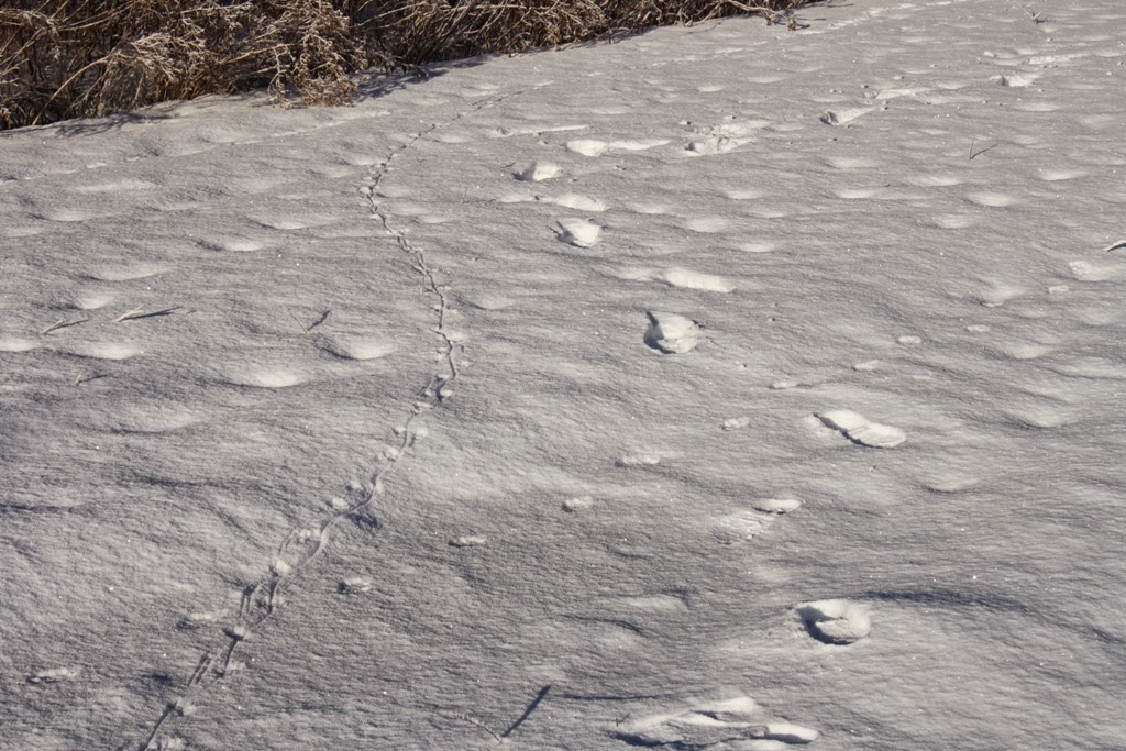 Field Notes Cumberland County, Nova Scotia Making Tracks