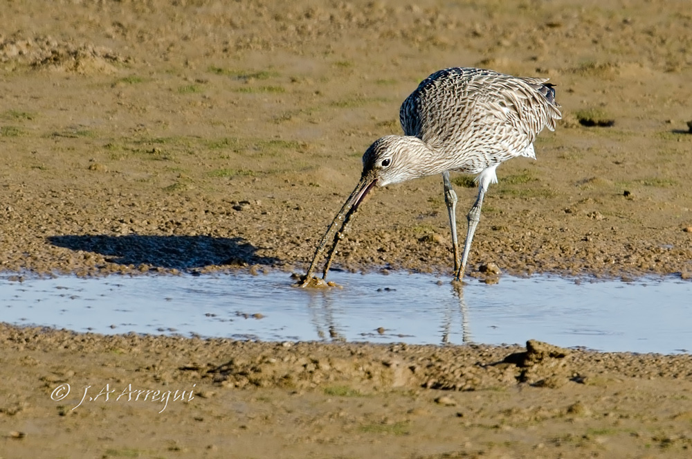 Zarapito real, Numenius arquata, Eurasian Curlew Zarapito real, Numenius arquata, Eurasian Curlew