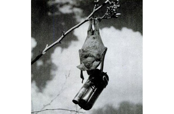 bat bombs bat bombs