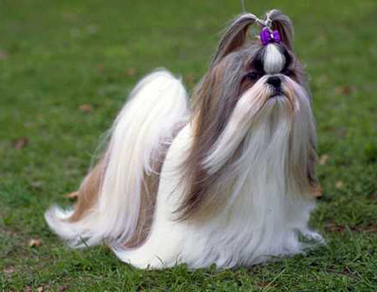 Dogs Breeds And Puppies Reviews Dogs Breeds And Cute Puppies