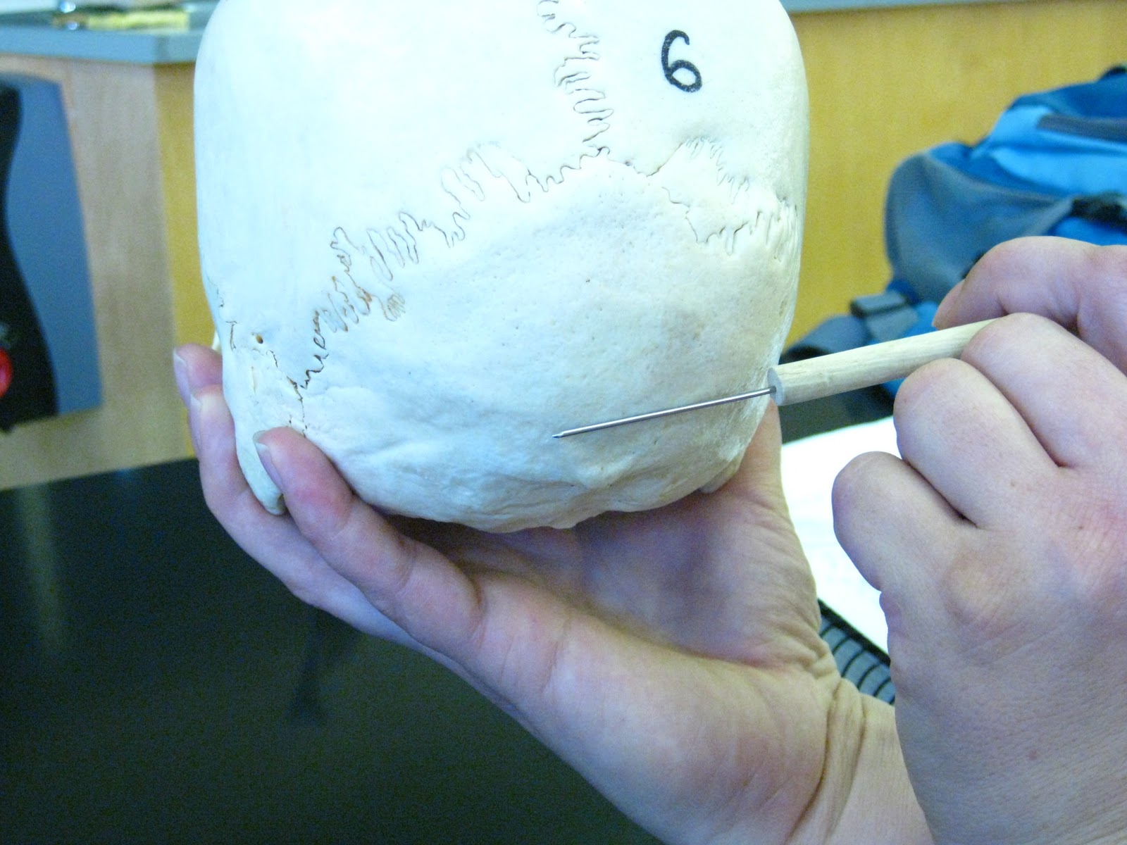 Boned: Human Skull - superior nuchal line (of occipital bone)