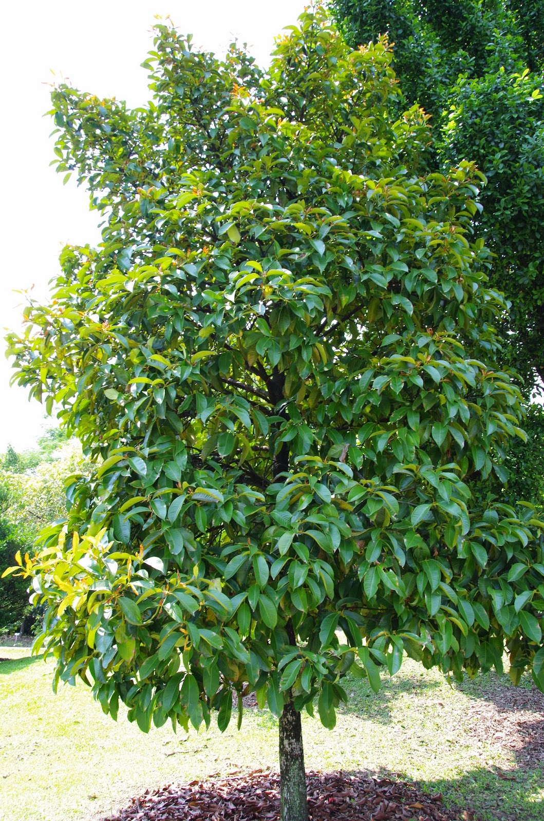 Trees and Plants Mangosteen