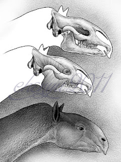 craneo de Paraceratherium