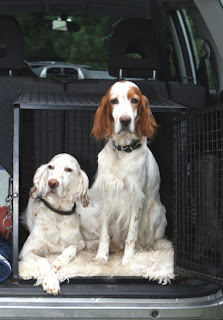 Dog Training Tips - Crate Training Dog Training Tips - Crate Training