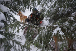 Охотничьи собаки в зимнем лесу