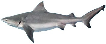 Tubarão-Cabeça-chata Tubarão-Cabeça-chata (Carcharhinus leucas)