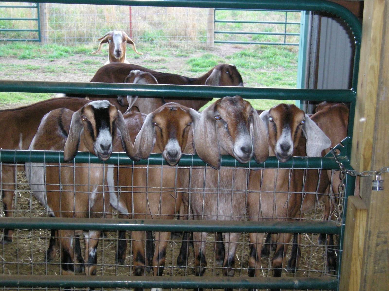 Thoughts from Frank and Fern Why Did My Baby Goats Die?