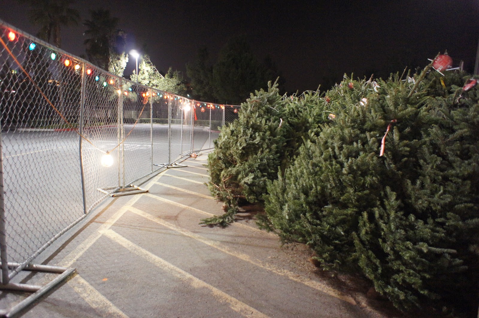 calikatrina a california christmas tree lot