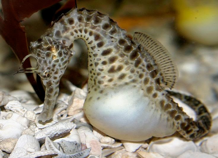 Pot-Bellied Seahorse (Hippocampus Abdominalis)