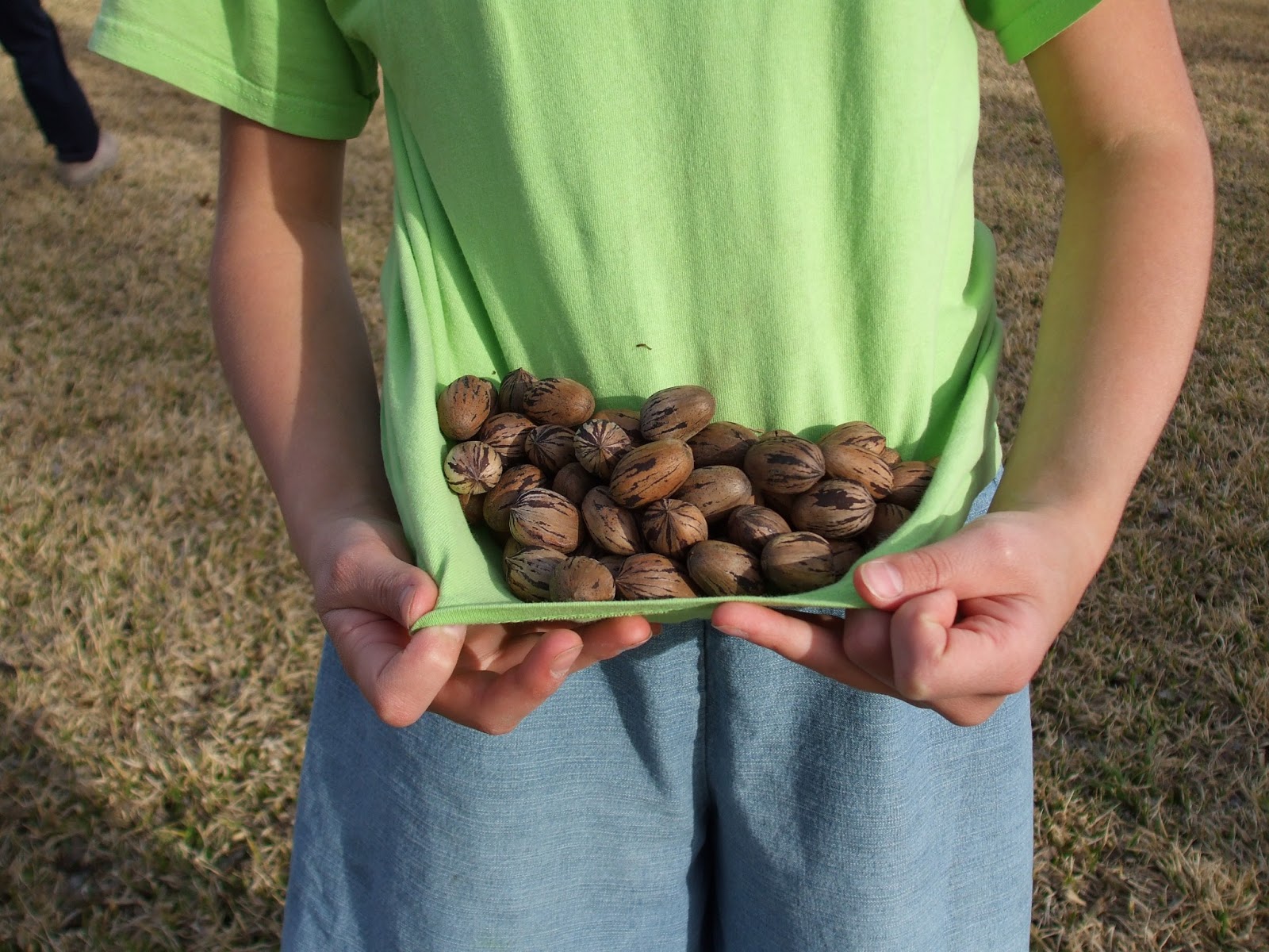 Bowmans on the Road Pecan Picking