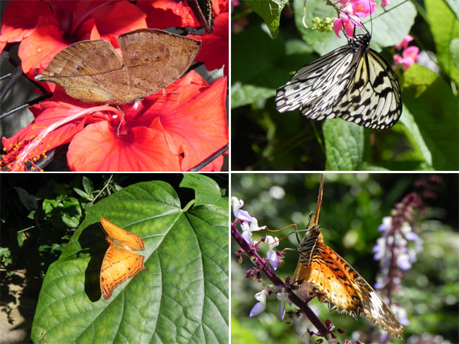 Penang Butterfly Farm