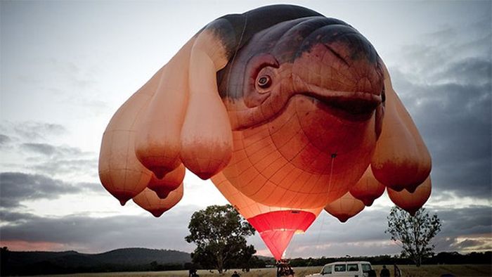 Meet the Skywhale
