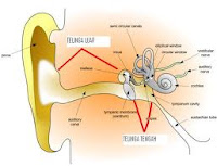 cara herbal menyembuhkan penyakit telinga berair