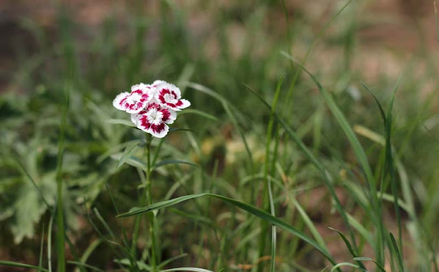 Sweet William Flowers Pictures