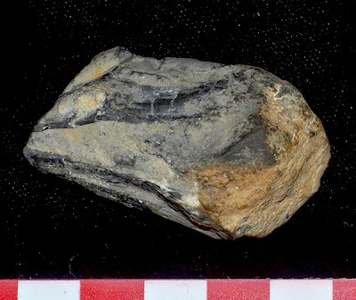 New fossil evidence revives kraken sea monster debate New fossil evidence revives kraken sea monster debate