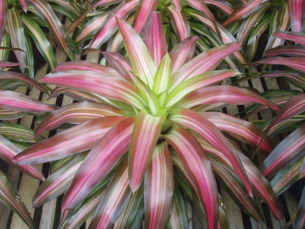 jual pohon bromelia tri color aneka bromelia hias jual tanaman hias murah tukang taman murah jual pohon bromelia tri color aneka bromelia hias jual tanaman hias murah tukang taman murah