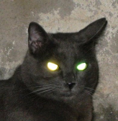 HD Animals: scary cat face - Scary Cat Makeup HD Animals: scary cat face - Scary Cat Makeup