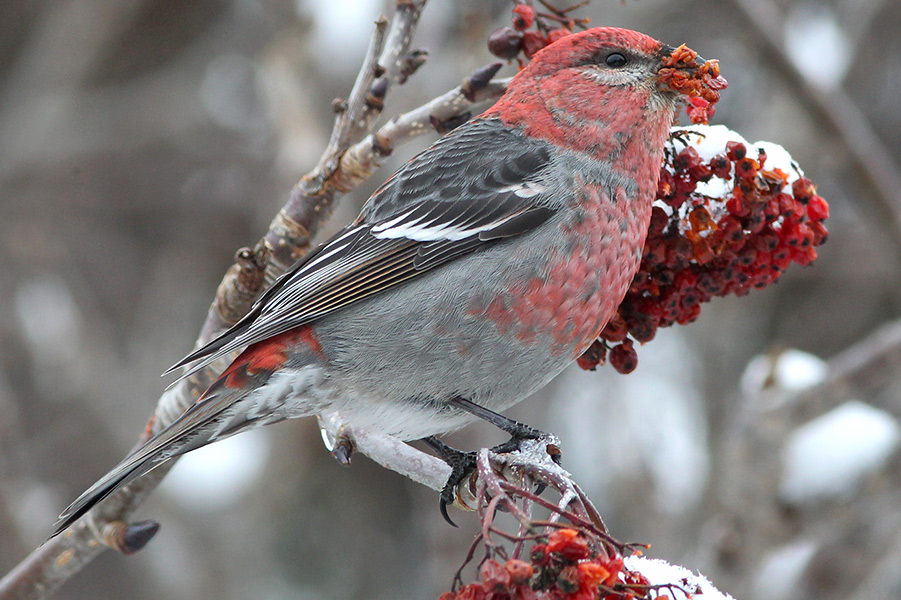 The Bruce Mactavish Newfoundland Birding Blog Pine Grosbeak
