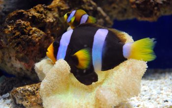 Clownfishes wallpapers