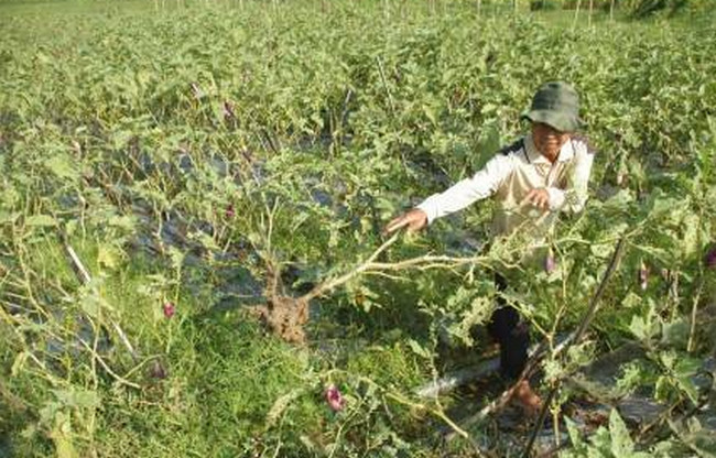membersihkan alat masak bekas babi