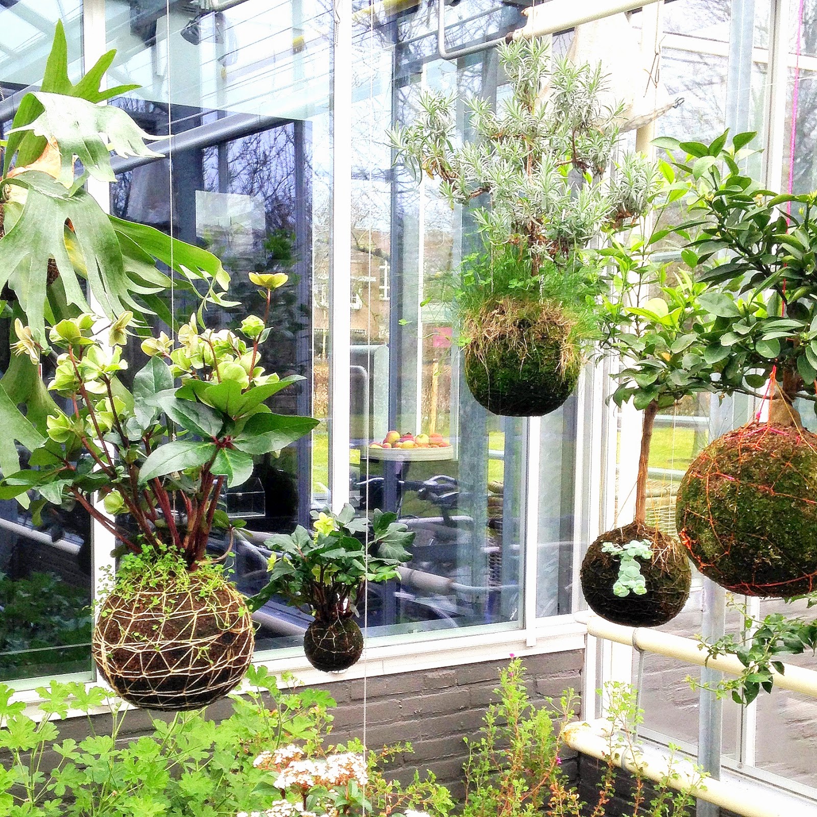 Soyz blog: urban jungle bloggers . hanging planters