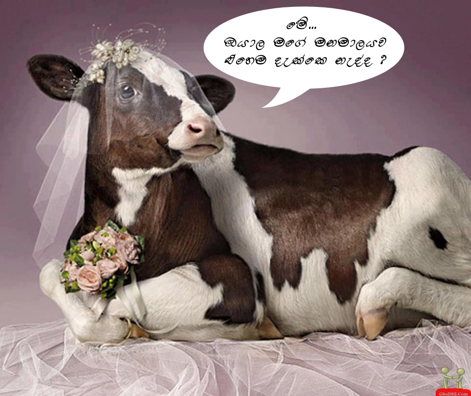 Pictures.lk: Sinhala funny facebook images