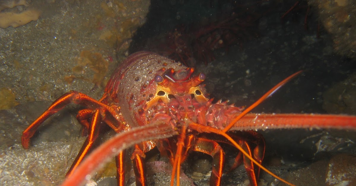 Lobster The Life of Animals