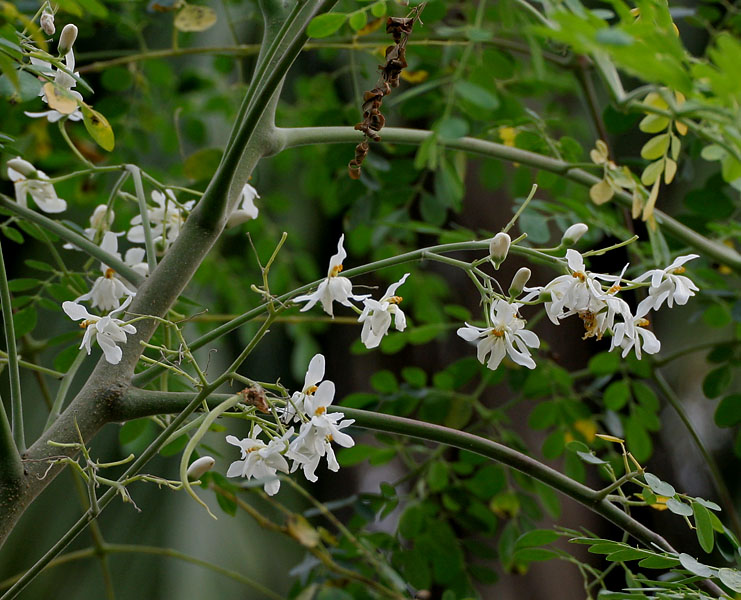 76 Gambar Akar Daun Kelor HD 76 Gambar Akar Daun Kelor HD