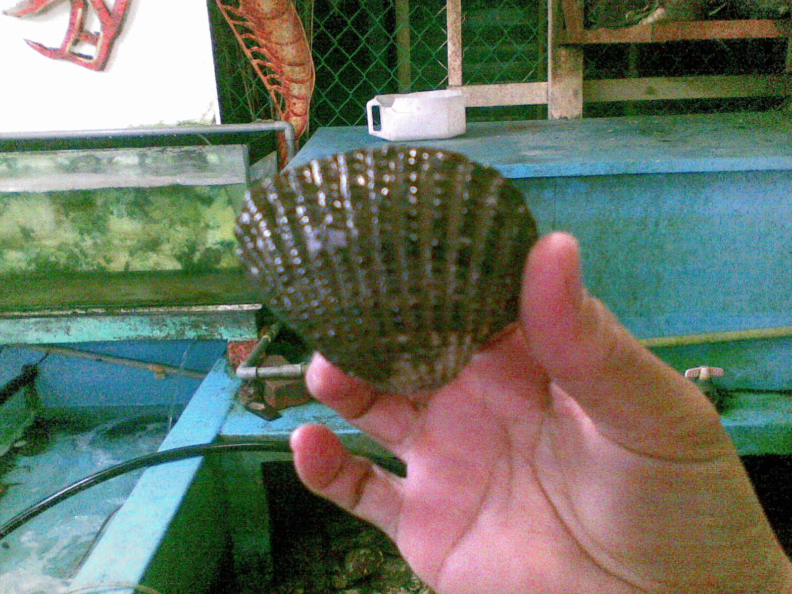 aku budak nerek kerang membesar bagai johan aku budak nerek kerang membesar bagai johan