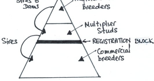 Dog Training Apex Nc Dog Training Apex Nc